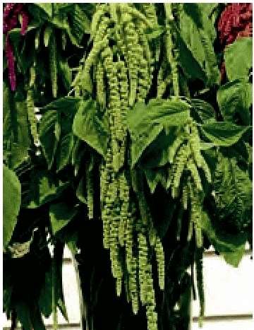 AMARANTO CODA DI VOLPE VERDE GR.10